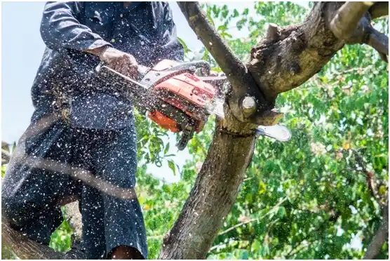 tree services King